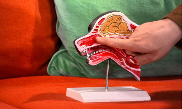 AnatomyStuff is Now the Exclusive UK Distributor of Erler-Zimmer Veterinary Training Products