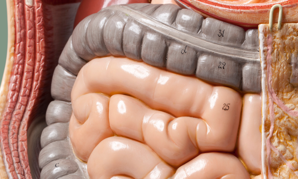 Gastrointestinal Tract Revision Guide | Revision Resource