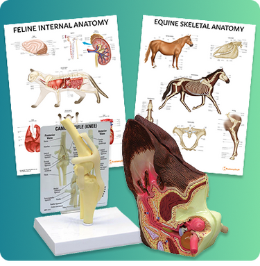 Veterinary Anatomy Models & Posters