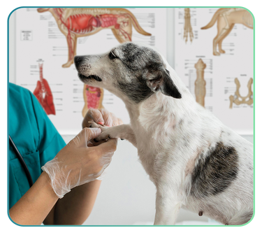 Veterinary Anatomy Charts
