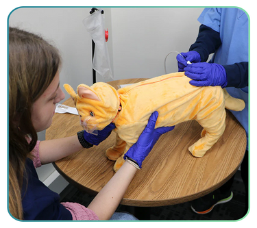 Feline Simulators and Clinical Skills Training Models