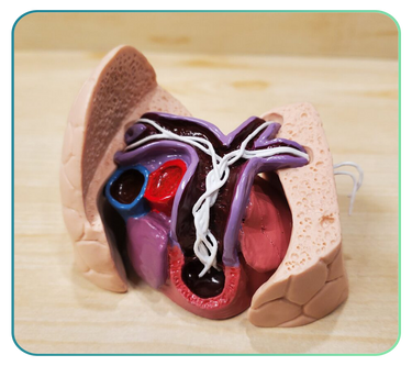 GPI Anatomicals Veterinary
