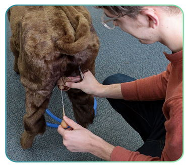 Farm Animal Simulators and Clinical Skills Training Models