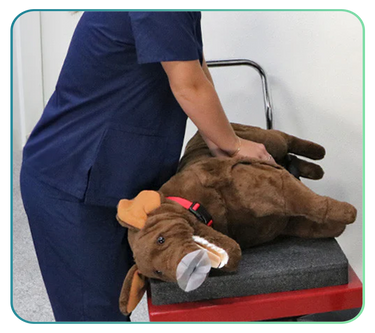 Canine Simulators and Clinical Skills Training Models