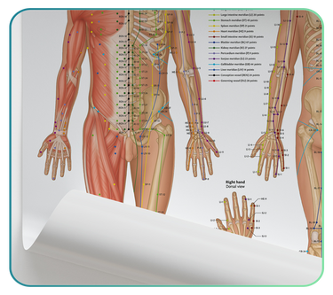 Acupuncture and Reflexology Models and Posters