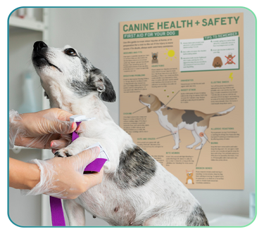 Animal Health & Safety Posters