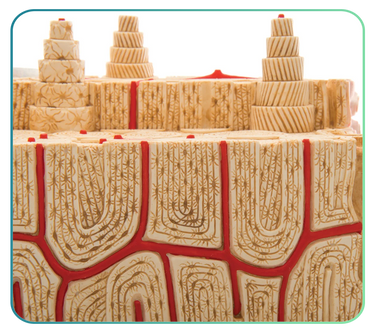 Biology Models and Posters