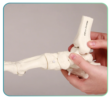 Foot and Ankle Models and Anatomy Posters