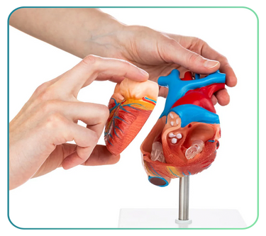 Heart Models and Anatomy Posters