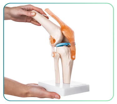 Knee Models and Anatomy Posters