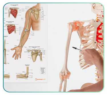 Shoulder Models and Anatomy Posters