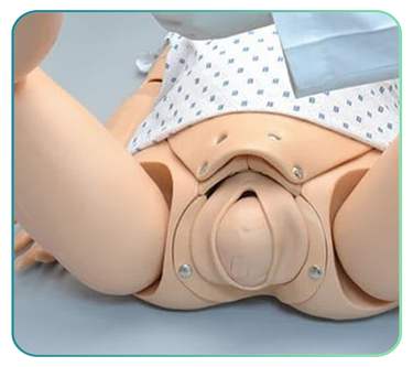 Cervical Dilation Examination and Assessment Training Models