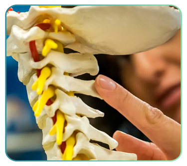 Cervical Spine Models and Anatomy Posters
