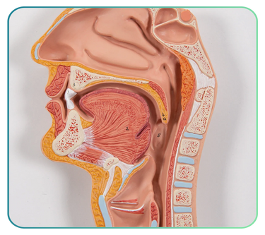 Digestive System Models and Anatomy Posters
