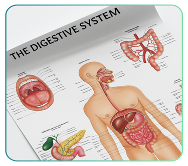 Digestive System Anatomy Posters