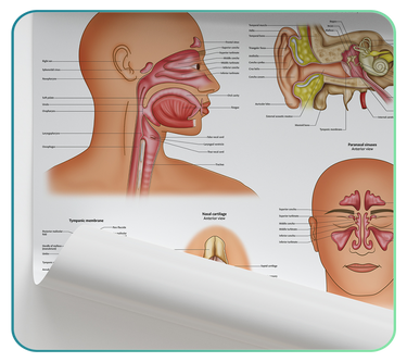 ENT Anatomy Posters