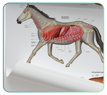 Equine Anatomy Models and Posters