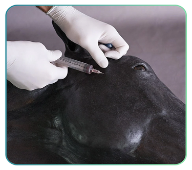 Equine Simulators and Clinical Skills Training Models