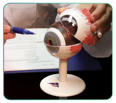 Eye and ENT Models and Anatomy Posters