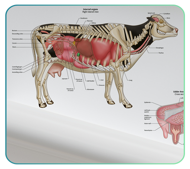 Farm Animal Anatomy Posters
