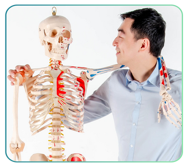 Skeleton Models and Anatomy Posters