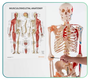 Human Anatomy Models & Posters