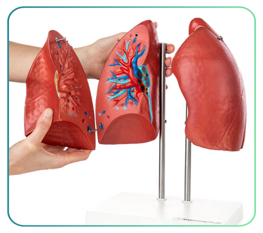 Lung Models and Respiratory System Anatomy Posters