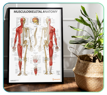 Musculoskeletal System Anatomy Models and Posters