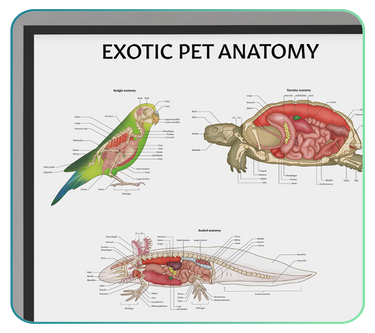 Other Animal Anatomy Posters