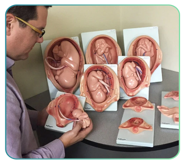 Male and Female Reproductive System Models and Anatomy Posters