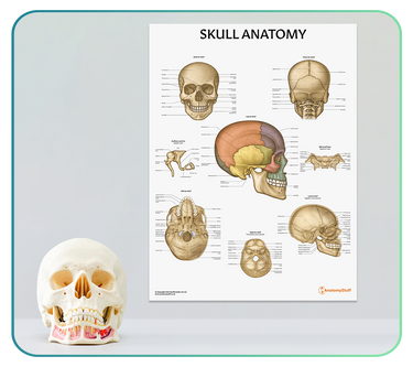 Skull & Head Anatomy Posters