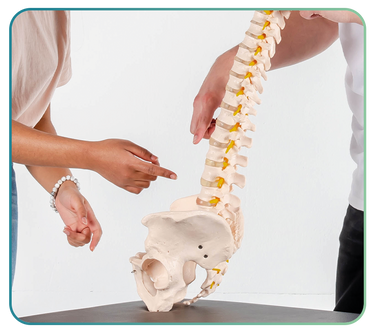 Anatomical Models