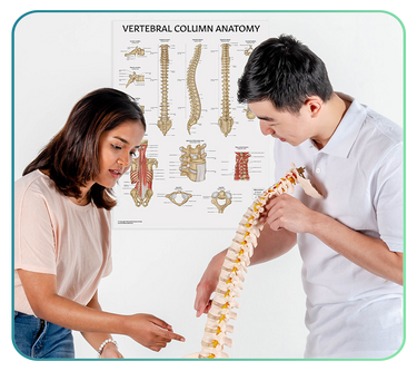Spine Anatomy Posters