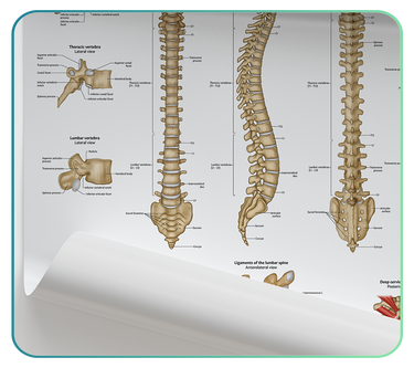 Thoracic Spine Models and Anatomy Posters