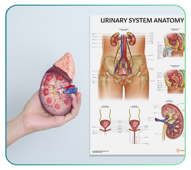 Urinary System Anatomy Posters