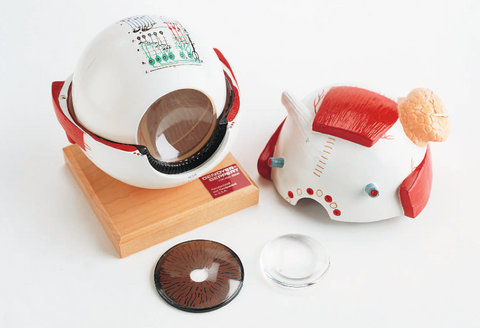 Giant Eye Model with Functional Lens (6 times life size)