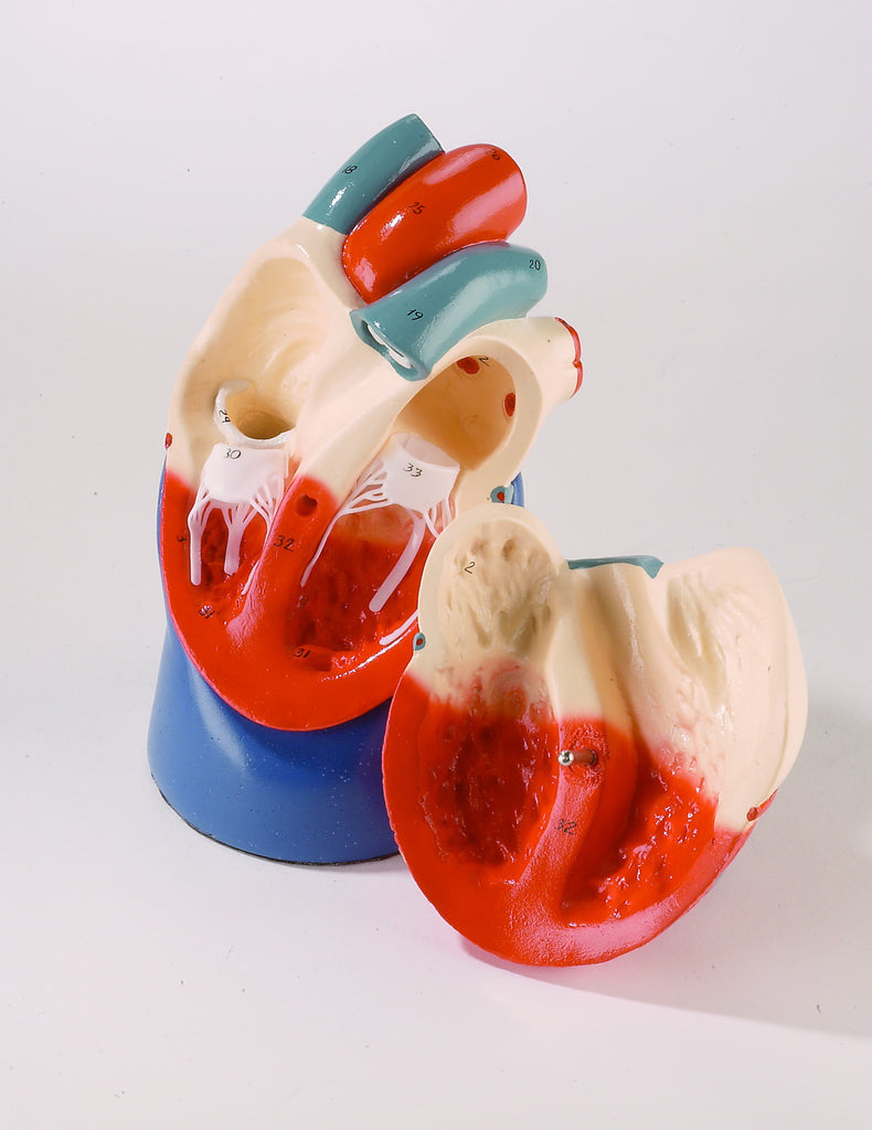 Life-Size Heart Model