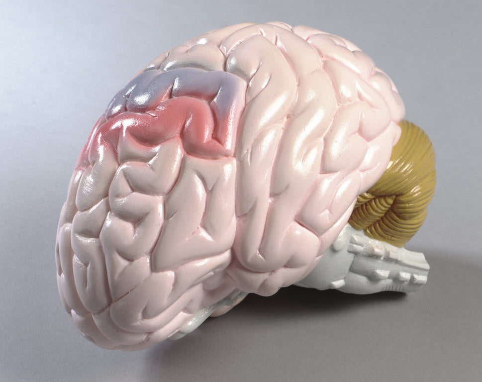 Brain Model (Life Size, 2 part)