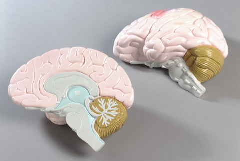 Brain Model (Life Size, 2 part)