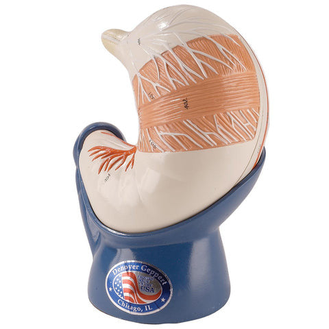 Stomach Model (Life Size, 2 part)