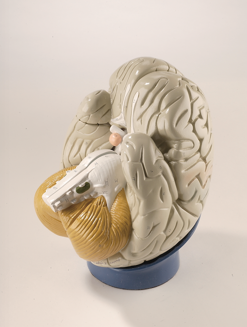 Giant Brain Model (4 part)
