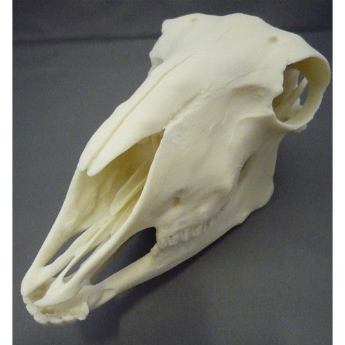 Sheep Skull Model