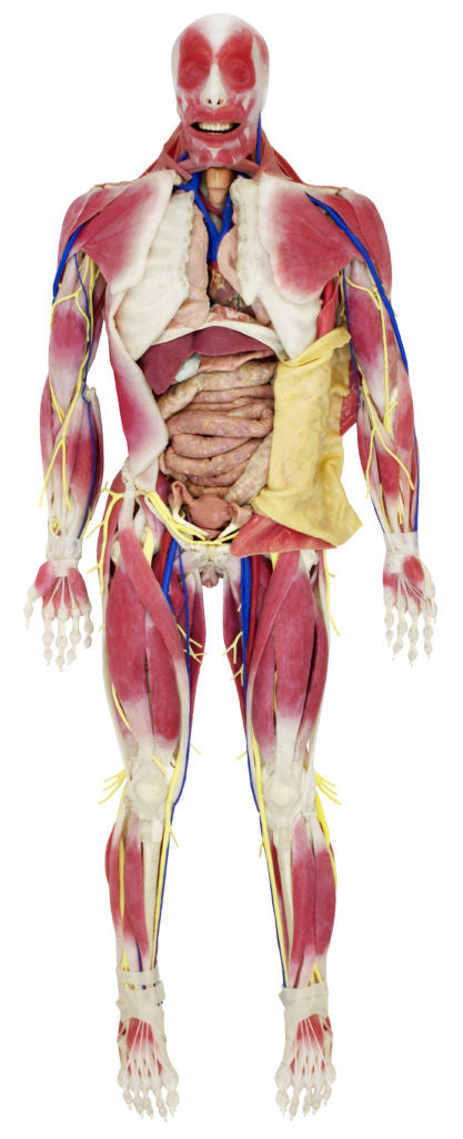 Frontal View of the Syndaver "SynTissue" Synthetic Human Anatomy Model