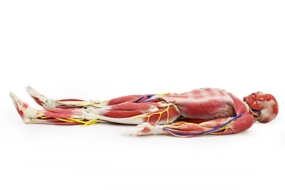 Syndaver "SynTissue" Synthetic Human Anatomy Model