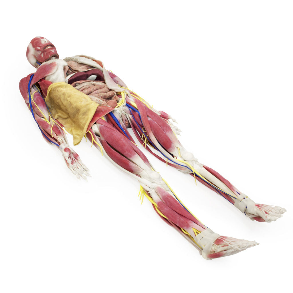 Syndaver "SynTissue" Synthetic Human Anatomy Model