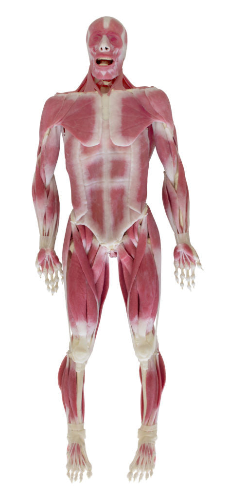 Frontal View of the SynDaver "SynTissue" Musculoskeletal Model