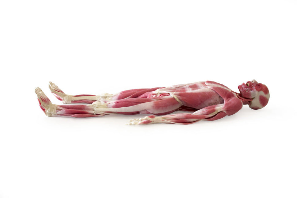 SynDaver "SynTissue" Musculoskeletal Model