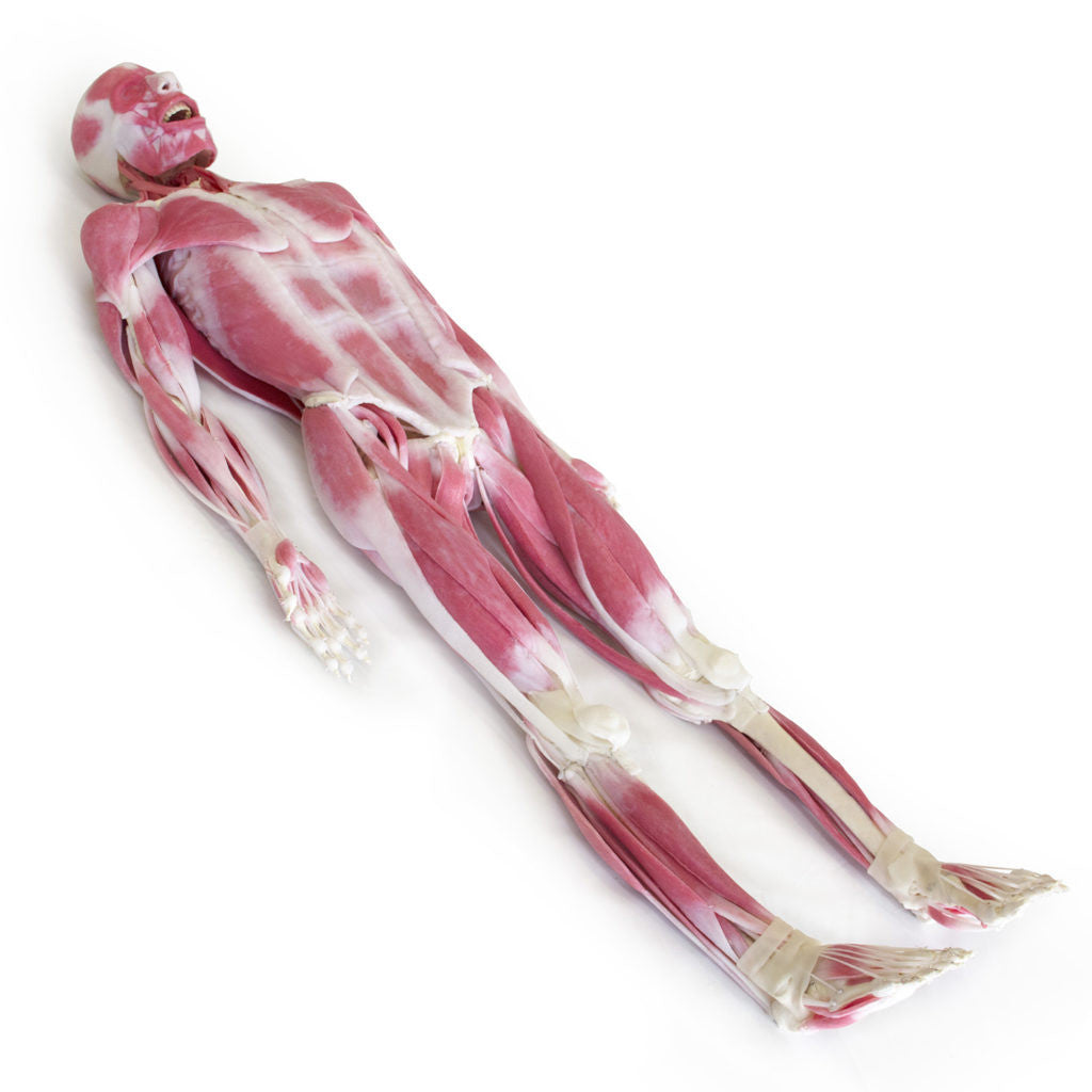 SynDaver "SynTissue" Musculoskeletal Model