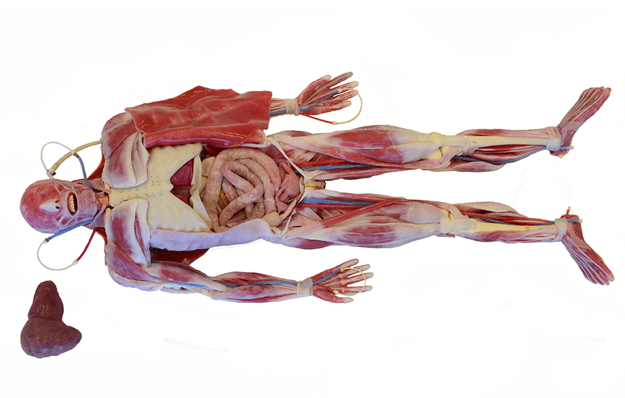Syndaver Hybrid Surgical Model