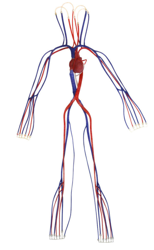 Syndaver Hybrid Surgical Model
